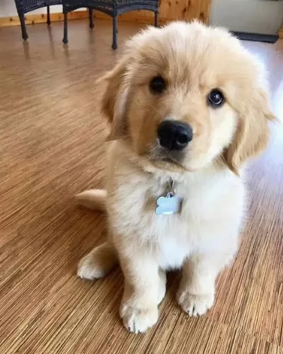 Ailenizin Yeni Firlamasi Golden Retriever