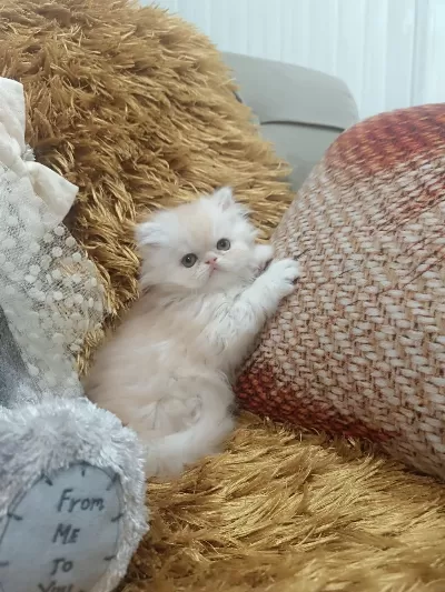 Kusursuz İran Persian Yavrular