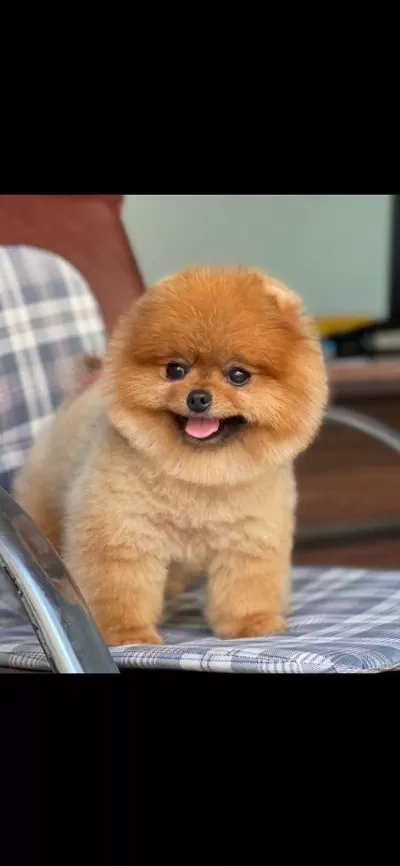 Pomeranian Boo Bebekler