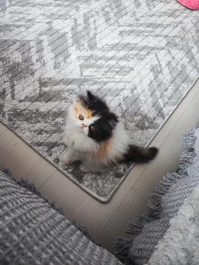 Üst Kalite 0 Burun İran Kedisi Bebekler