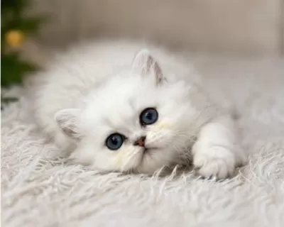 British Longhair Ve Shorthair Silver