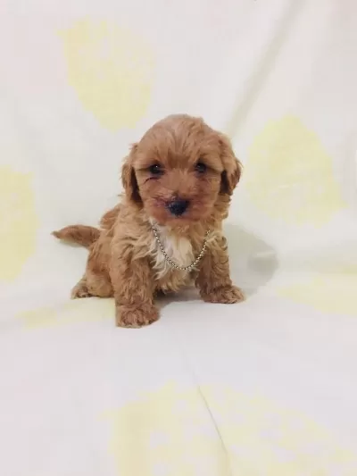 Maltipoo Can Dostlar Orijinal