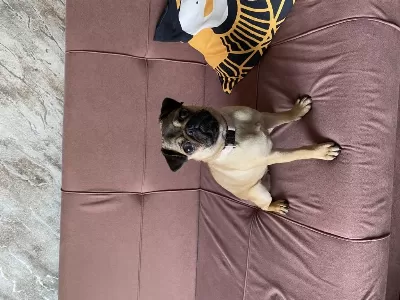 4.5 Aylık Dişi Saf Pug Köpeğim