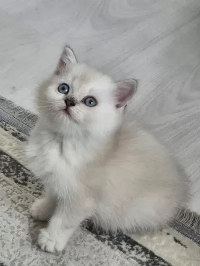 Minik Sevimli Kedilerim
