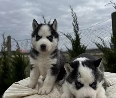 Sibirya Kurdu Köpekleri