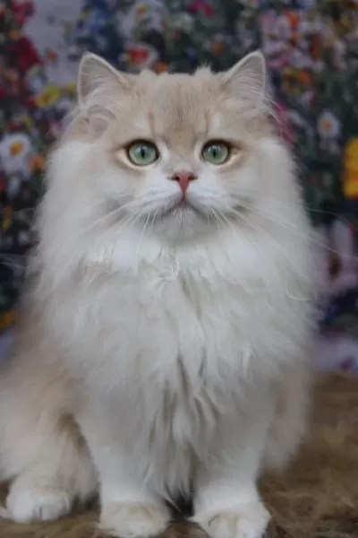 British Longhair Erkek