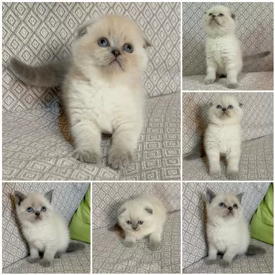 Scottish Ve British Blue Point