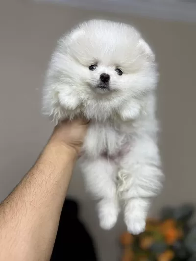 Kar Beyazı Pomeranian Bebek Köpeklerimiz