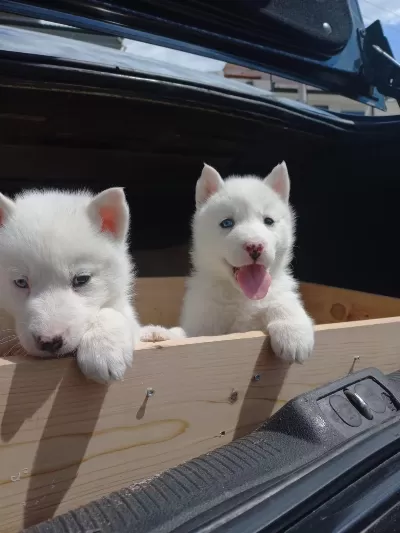 Safkan Mavi Gözlü Husky Yavrular