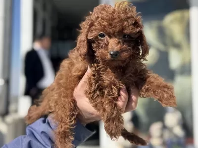 Ruhsatlı Çiftlinden Ziyarete Açık Toy Poodle Lar