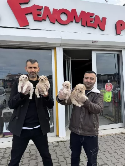 Maltipoo Yavrularımız Magazamizda Canli Görün
