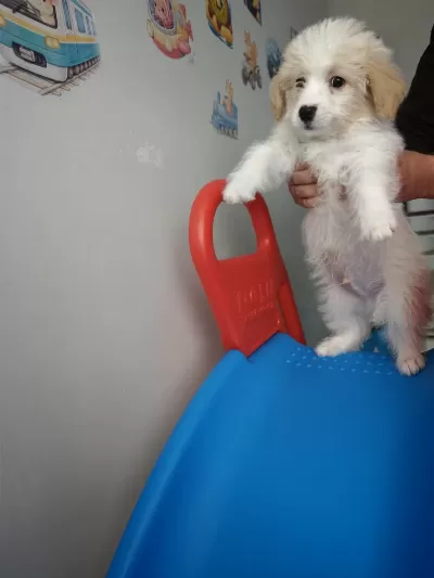 Maltipoo 2 Aylık Bebeğim