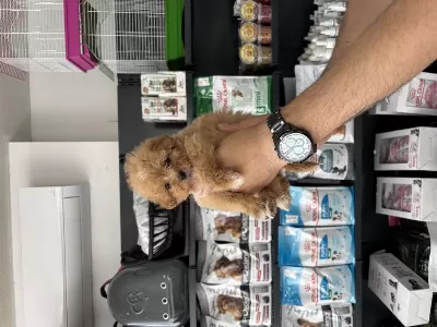 Tea Cup Dişi Maltipoo Bebeklerimiz