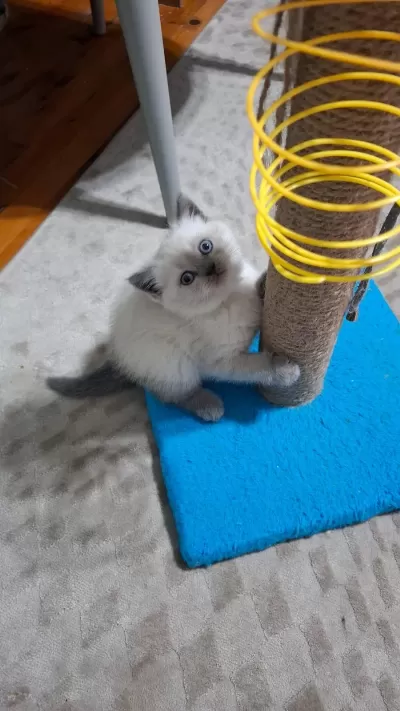 Yeni Yuvasına Hazır British Shorthair