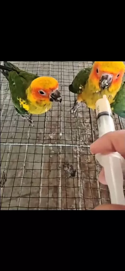 El Besleme Güneş Konur Papağanlari