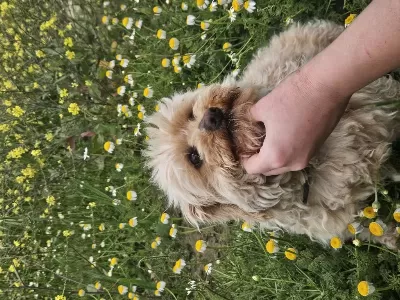 Takip Şarti İle Maltipoo Güzellik