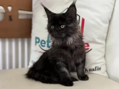 Sçr Belgeli Maine Coon Yavrularımızzı Canlı Görün
