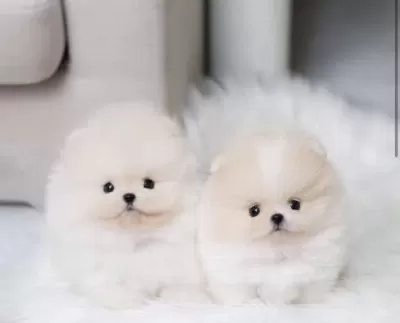 Orjinal Teacüp Pomeranian Yavrumuz