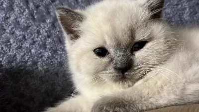 British Shorthair Blue Point Yavrularımız