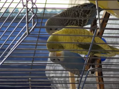 3 Tane Yeme Yeni Düşmüş Muhabbet Kuşlar