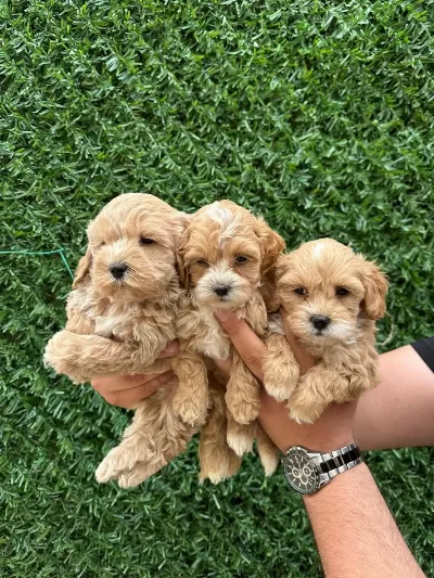 Kaliteli Sevimli Maltipoo Yavruları