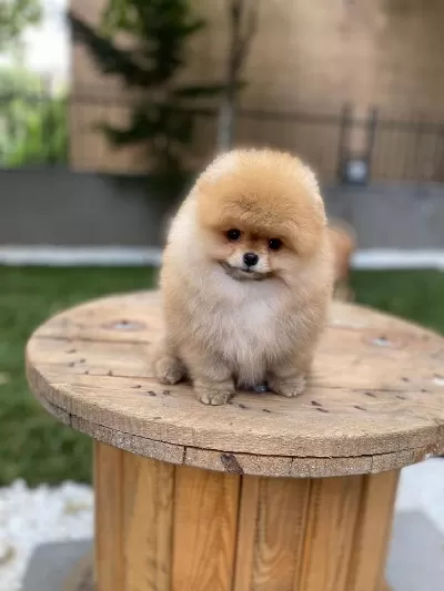 Orjinal Miss Turkey Pomeranian