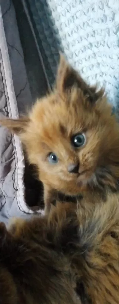1 Aylık Maine Coon Miniler
