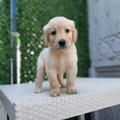 Dişi Erkek Golden Retriever Bebekler