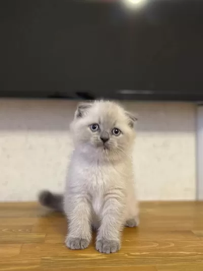 Ev Ortaminda Büyüyen Scottish Fold Yavrularim