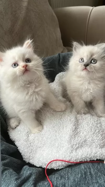 British Longhair Yavrular