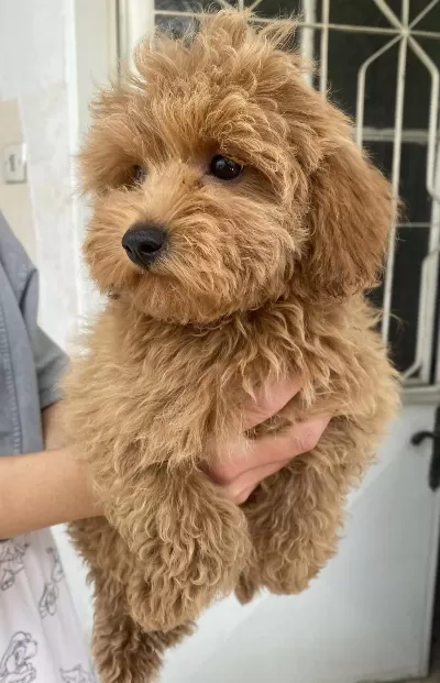 Mini Boy Maltipoo Oğlumuz