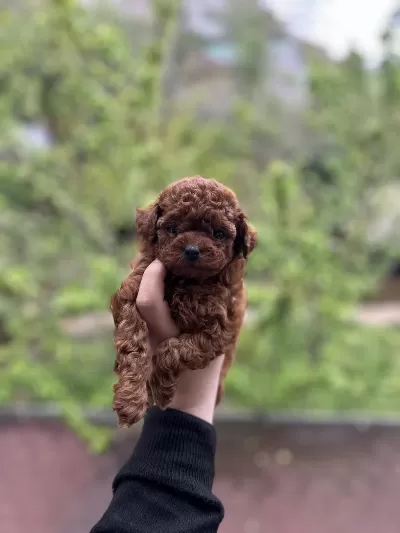Harika Dark Brown Poodle