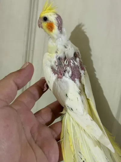 39 Günlük Kusursuz Lutino Bebek Sultan