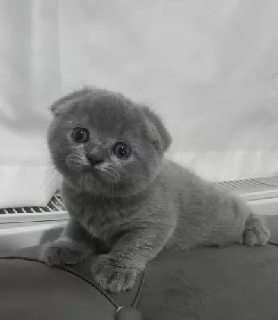 Scottish Fold Yavrumuz Yuva Arıyor