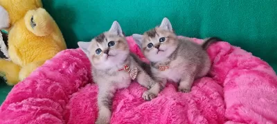 Golden British Shorthair Yavrularımız Hazır