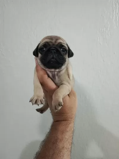 Pug Mobs Bebeklerimiz