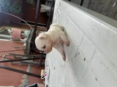 Sütten Kesilmiş Bir Aylık Safkan Dişi Maltese Terrier