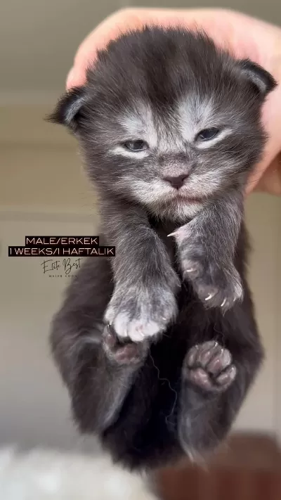 Türkiyenin Her Yerine Teslim Xxl Maine Coon