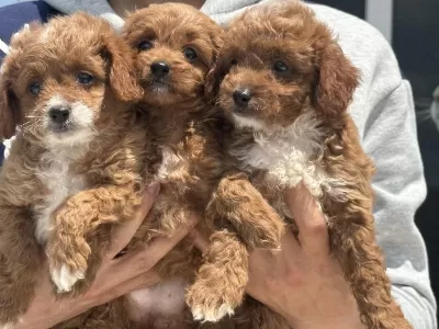 Dizayn İrk Maltipoo Yavrularımızı Görüp Ala Bilirsiniz