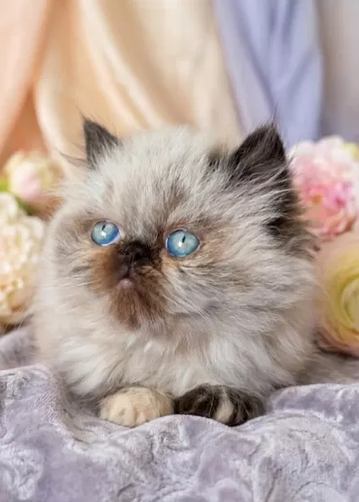 Mini Maviş İran Kedimiz