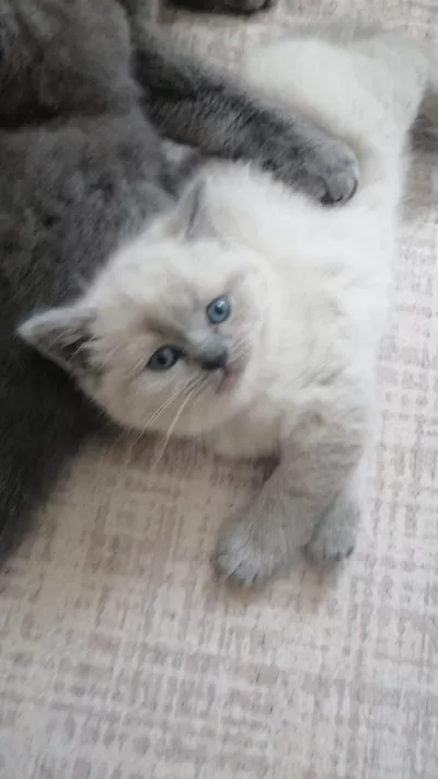 Bebiş Kedilerim Sizleri Bekliyor
