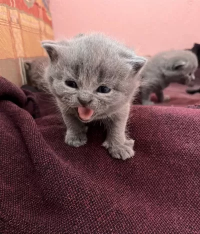 British Shorthair Yavru
