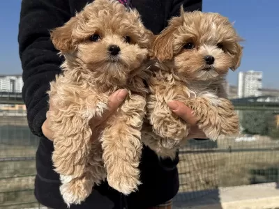 Petmode Köpek Çiftliğinde Tea Cup Kore Maltipoo