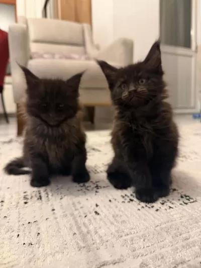 Black Smoke Maine Coon Yavrularımız