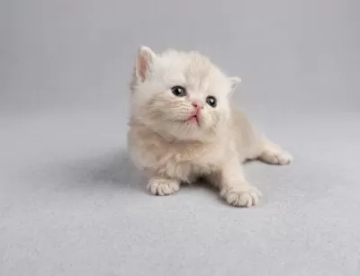 British Longhair Yavrum