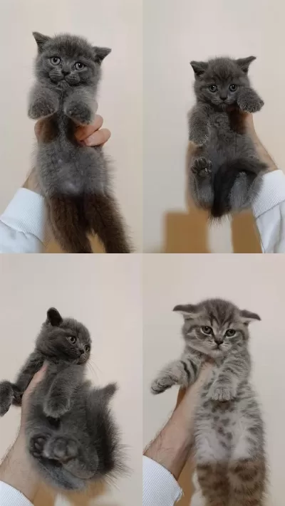 Kaliteli Ayıcık Surat Bebek Kediler