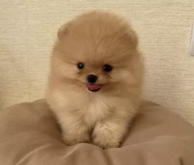 Pomeranian Boo Köpekler