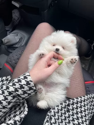 Pomeranian Boo Yavrularımız
