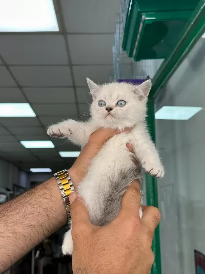 A+ Kalite British Shorthair Bebeğimiz