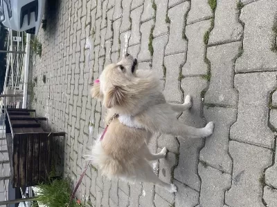 Köpegim 9 Aylık Bütün Aşilari Tam Eğitimli
